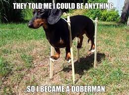 Dachshund Memes And Wiener Dog Humor The Smoothe Store