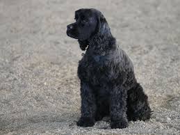 All Black American Cocker Spaniel Cocker Spaniels Black Black Cocker Spaniel Cocker Spaniel Cocker Spaniel Dog