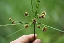 Image result for Oxycaryum