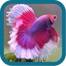 Betta Fish Beauty Amazon Co Uk Appstore For Android
