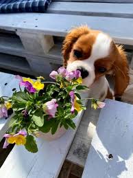 merakli kucuk kopek cavalier king charles king charles cavalier