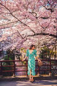 Instagrammable Spots In Japan 7 Gorgeous Spots For Cherry Blossoms In Japan Cherry Blossom Japan Japan Cherry Blossom Japan Spring