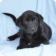 The first morning there, they. Howell Mi Labrador Retriever Meet Lab Border Pup Female A Pet For Adoption