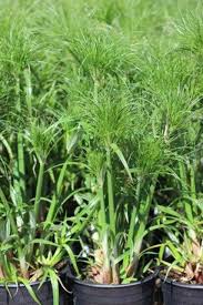 Image result for Cyperus amauropus