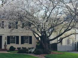 I bought a kwanzan this year. Yoshino Flowering Cherry How To Care And More Plantingtree