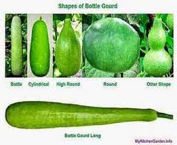 In stock on may 27, 2021. How To Grow And Care For Bottle Gourd