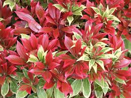 Image result for Pieris japonský obrázek
