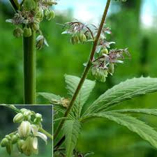 Image result for Cannabaceae