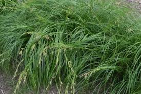 Image result for Carex brassii