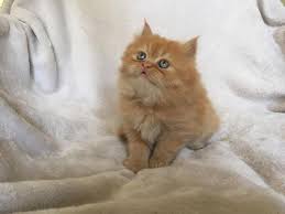 View photos of available cats and visit us today! Doll Face Persian Kittens For Sale Nj Classifieds
