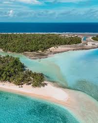 Image result for Faroa affinis