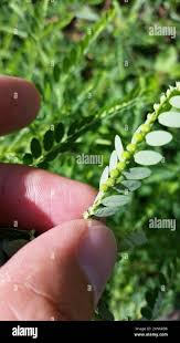 Image result for Phyllanthus fraternus