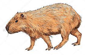 Carpinchos — kapibaros statusas t sritis zoologija | vardynas taksono rangas gentis apibrėžtis gentyje 1 rūšis. Capibara Vector Grafico Vectorial Imagenes De Capibara Vectoriales De Stock Depositphotos