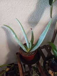 Image result for Aloe rulkensii