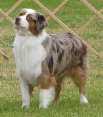 We hope you find what you're looking for whether it is to adopt a pet, foster a pet in your. Pin On Dogs