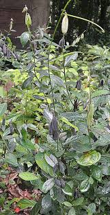 Image result for Crotalaria nigricans