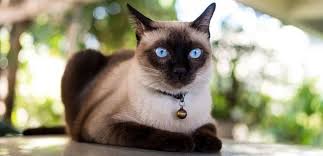 Dunya Nin En Pahali Ve En Degerli 22 Kedi Irki