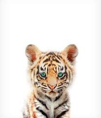 Tiger Print Baby Animal Prints Nursery Wall Decor Unique Baby Gift The Crown Prints Nursery Prints Baby Room Wall Decor Baby Tiger Baby Animal Prints Nursery Baby Animals Pictures Cute Animals