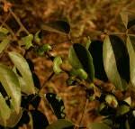 Image result for Senna petersiana