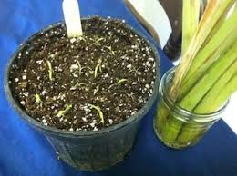 La Citronnelle Comment La Faire Pousser Et Profiter De Ses Bienfaits Citronnelle Citronelle Plante Citronnelle Plante