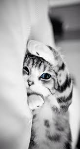 Nampaknya kita ada banyak peminat kucing di sini. 30 Best Anak Kucing Comel Ideas Haiwan Haiwan Peliharaan Haiwan Lucu