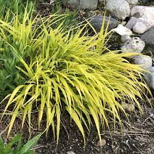 This is my first experience with this type of grass so i planted it in a bowl type terracotta pot along with another hakone grass called 'beni kaze' which i am also loving. Hakonechloa All Gold Buy Hakone Grass Perennials Online