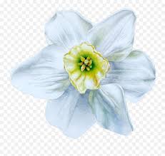Your flower png stock images are ready. Download Hd Hand Painted Blue White Flowers Png Transparent Narcissus Free Transparent Png Images Pngaaa Com