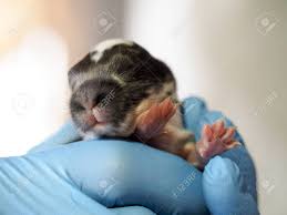 A Gloved Hand Holds A Newborn Baby Rabbit Stock Photo Picture And Royalty Free Image Image 145108856