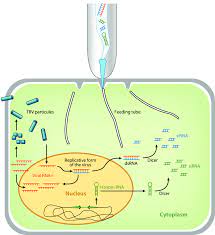 Schematic Diagram Of Plant Mediated Rnai In Plant Parasitic Nematodes Download Scientific Diagram