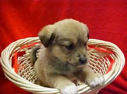 Find a dog or puppy. Lab Rottie Mix Pups Web Page