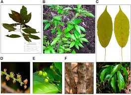 Image result for Alchornea laxiflora