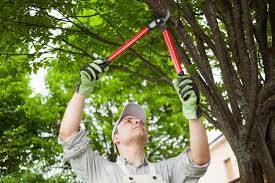 Dc tree service is locally owned and in business since 2000. 17 Different Types Of Tree Trimming Tools Home Stratosphere