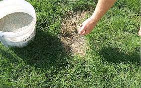 Once you've spread the grass seed, it's time to take care of your lawn and ensure it has the proper food, water, and nutrients. How To Overseed Your Lawn Best Manual Lawn Aerator
