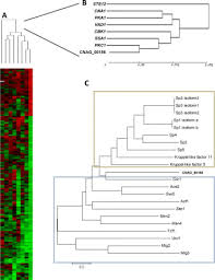 Na het inluiden van het nieuwe jaar beginnen drie van de feestgangers, die de sprongen in de tijd, door de seizoenen heen, zijn even onnadrukkelijk als vanzelfsprekend. A Novel Specificity Protein 1 Sp1 Like Gene Regulating Protein Kinase C 1 Pkc1 Dependent Cell Wall Integrity And Virulence Factors In Cryptococcus Neoformans Journal Of Biological Chemistry