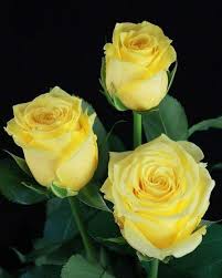 Pin On Rose