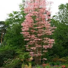 Image result for Cedrela