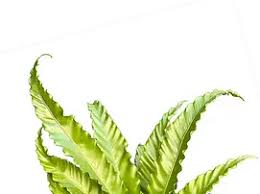 Image result for Asplenium
