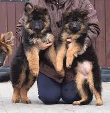 Serious black german shepherds is located in sebago lakes region of western maine. Puppies German Shepard Puppies German Shepherd Dogs Cute Dogs