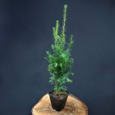 Bonsai trees are normal outdoors trees that are cared for and trimmed in a way that stunts their growth. Common Yew English Yew Or European Yew 2 70