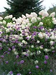Verbena plants are herbaceous perennials that flower in the summer in warmer climates, and grow to heights of between 3 and 6 feet. Verbena Bonariensis Bluestone Perennials