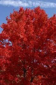 Check spelling or type a new query. Common Trees In New Jersey Red Oak Tree Grape Vines Oak Tree