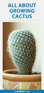 All About Growing Cactus How To Grow Cactus Plant Projects Cactus Care