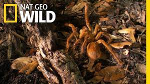 Colombia) about 2,5/100, next to a spider goliath (or theraphosa blondi) about 28 cm. The Biggest Spider On The Planet Bite Sting Kill Youtube