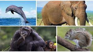 اسم حيوان بحرف الياء 2020 موقع الفرعون