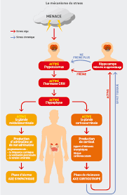 Check spelling or type a new query. Definition Stress Tout Sur Le Stress Test De Stress