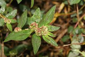 Image result for Eleocharis mutata