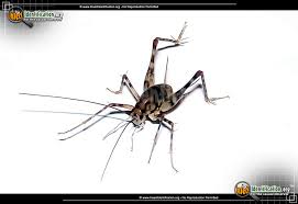 Ipm techniques include far fewer uses of chemicals, using them only as a last resort. Camel Cricket Ceuthophilus Spp