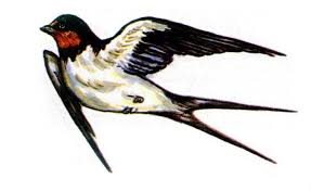 Как нарисовать ласточку карандашом поэтапно. Учимся рисовать ласточку