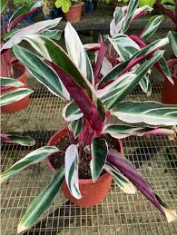 Image result for Ktenante Ctenanthe