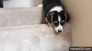 His owner brings him out of the house and puts him in front of the stairs. Lil Corgi Pup Trying To Conquer His Fear Of Stairs Pupsafraidofstairs